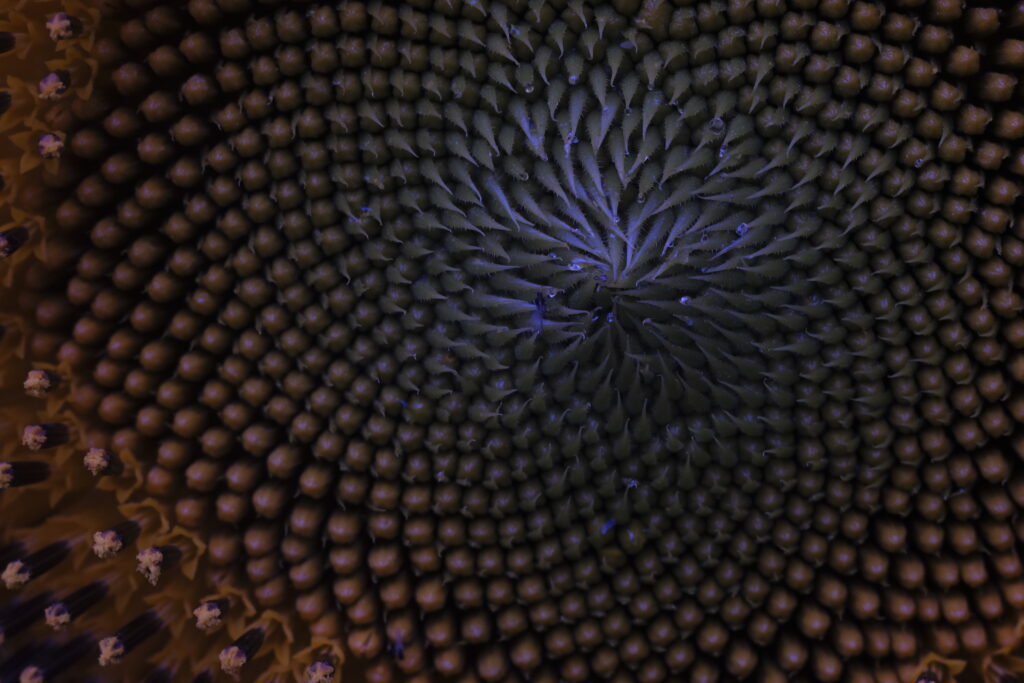 Photo of the interior of a sunflower close up, in dark browns and purples.