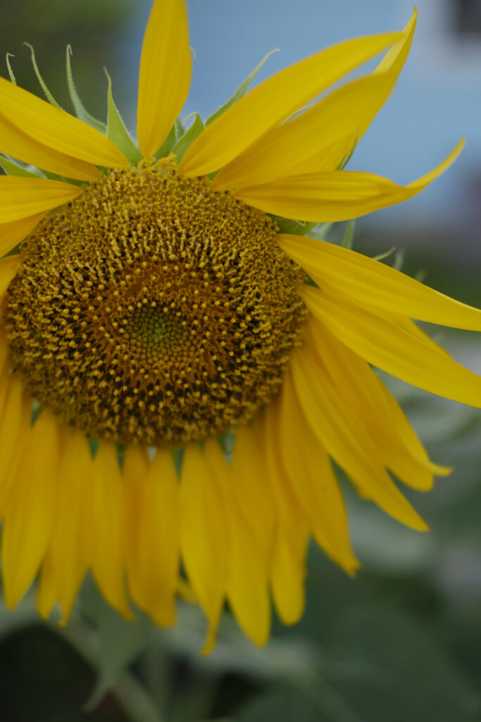 Photot of a golden sunflower
