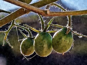 Art image of avocado growing on a branch.